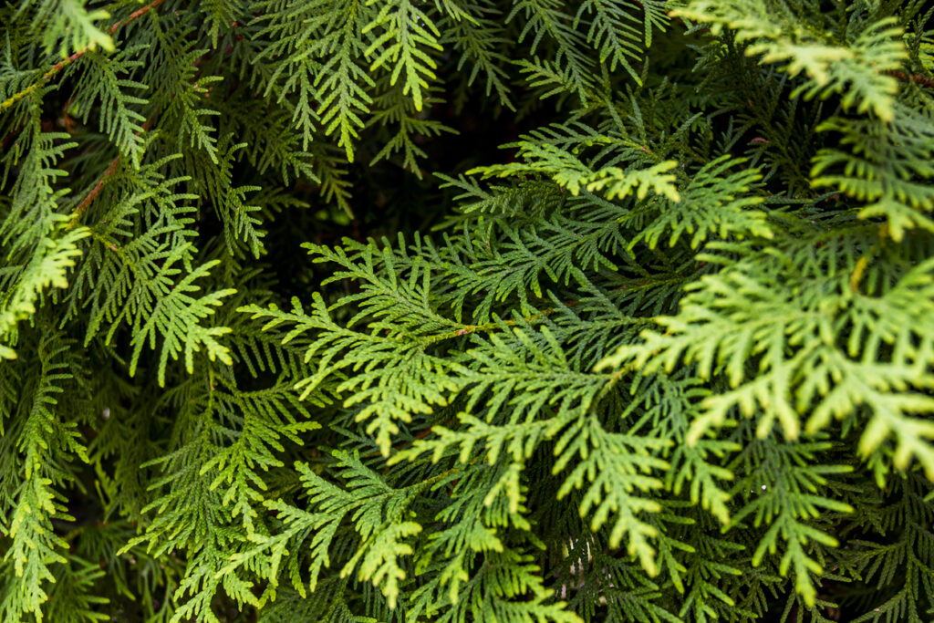 Thuja oder Zypresse Wo liegen die Unterschiede?