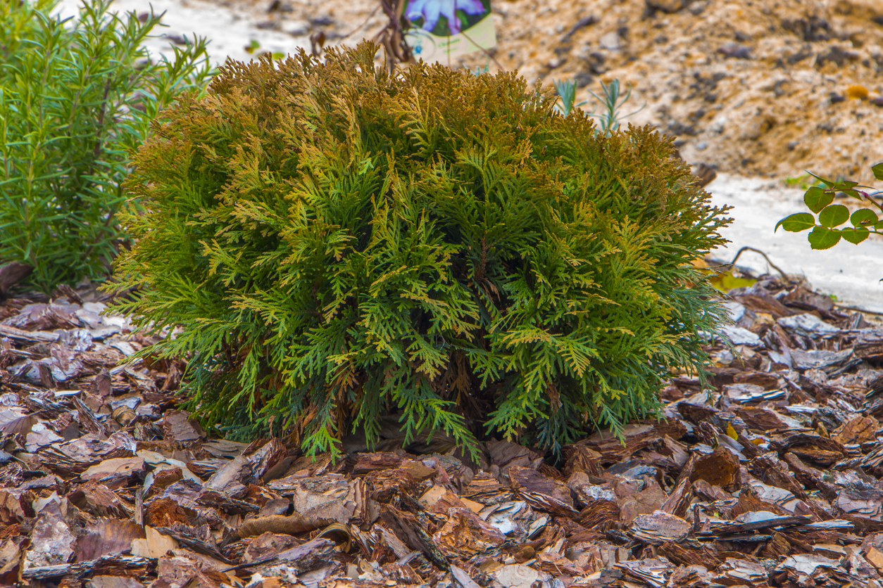 Thuja mit Bittersalz düngen Geht das?