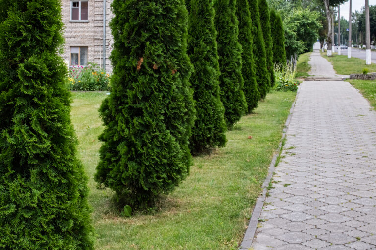 Thuja im Kübel Ist das möglich?