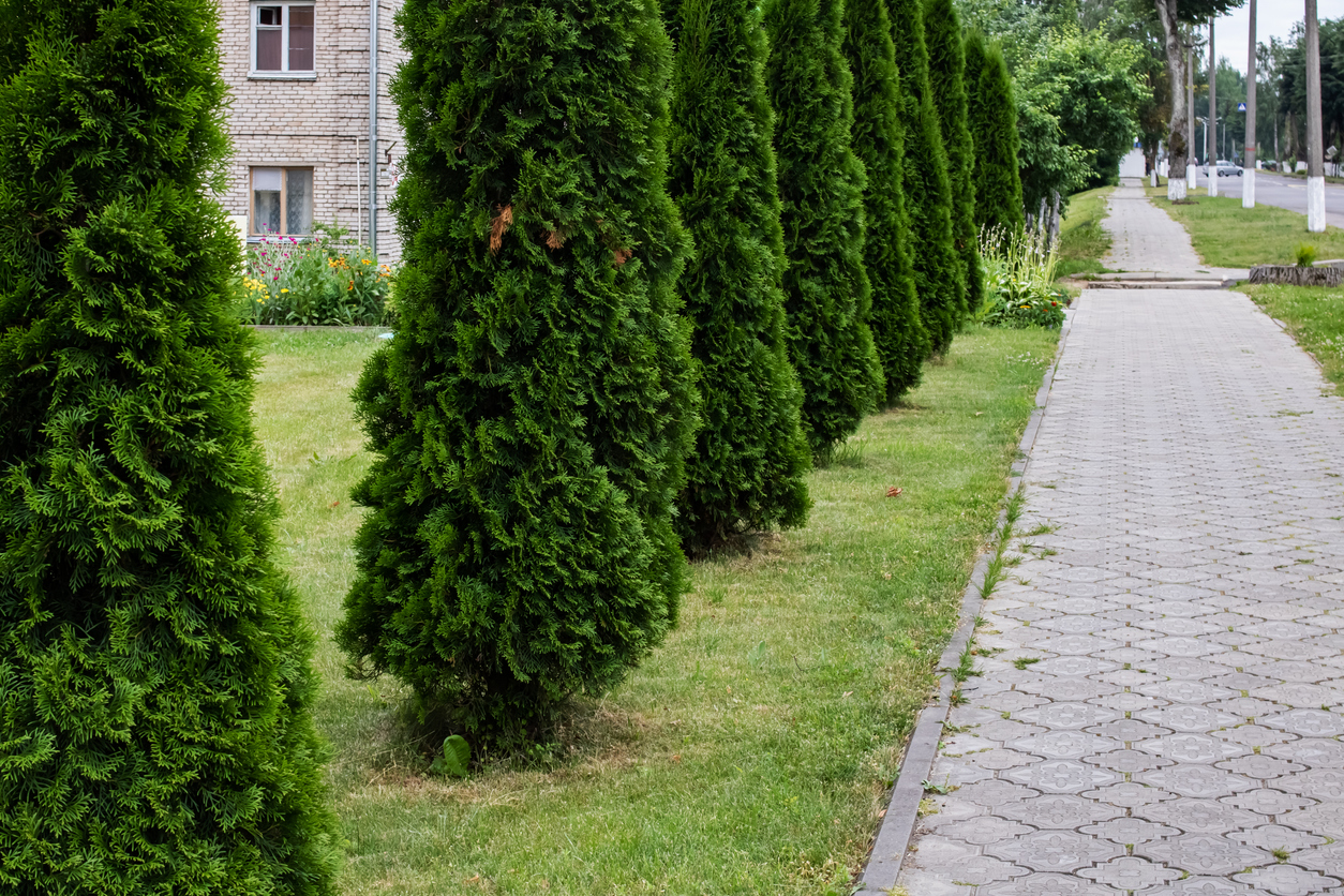 Thuja Wie kann man das Wachstum beschleunigen?