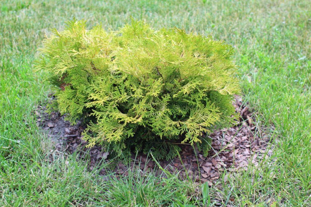 Thuja Wurzeln Verrotten sie im Boden?
