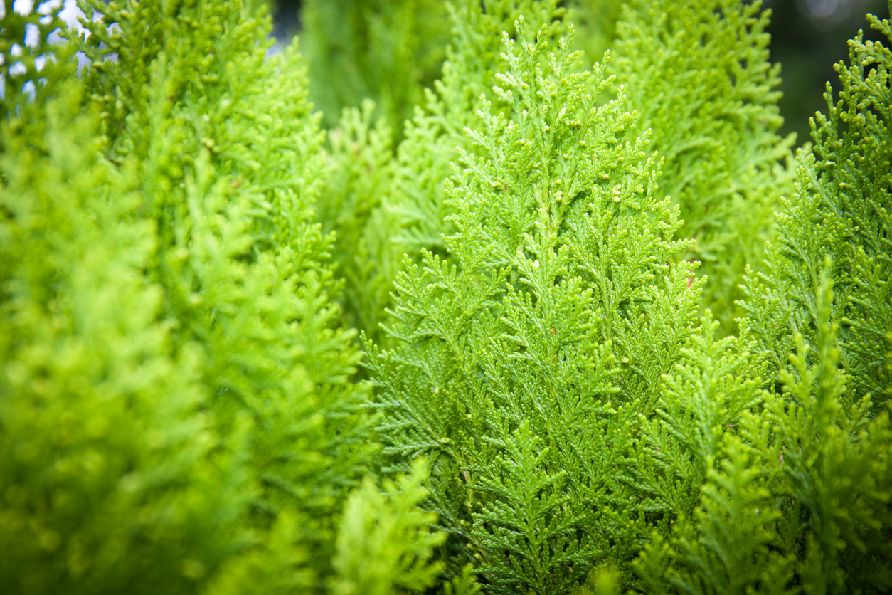 Thuja oder Zypresse Wo liegen die Unterschiede?