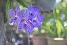 vanda-orchidee-zum-bluehen-bringen