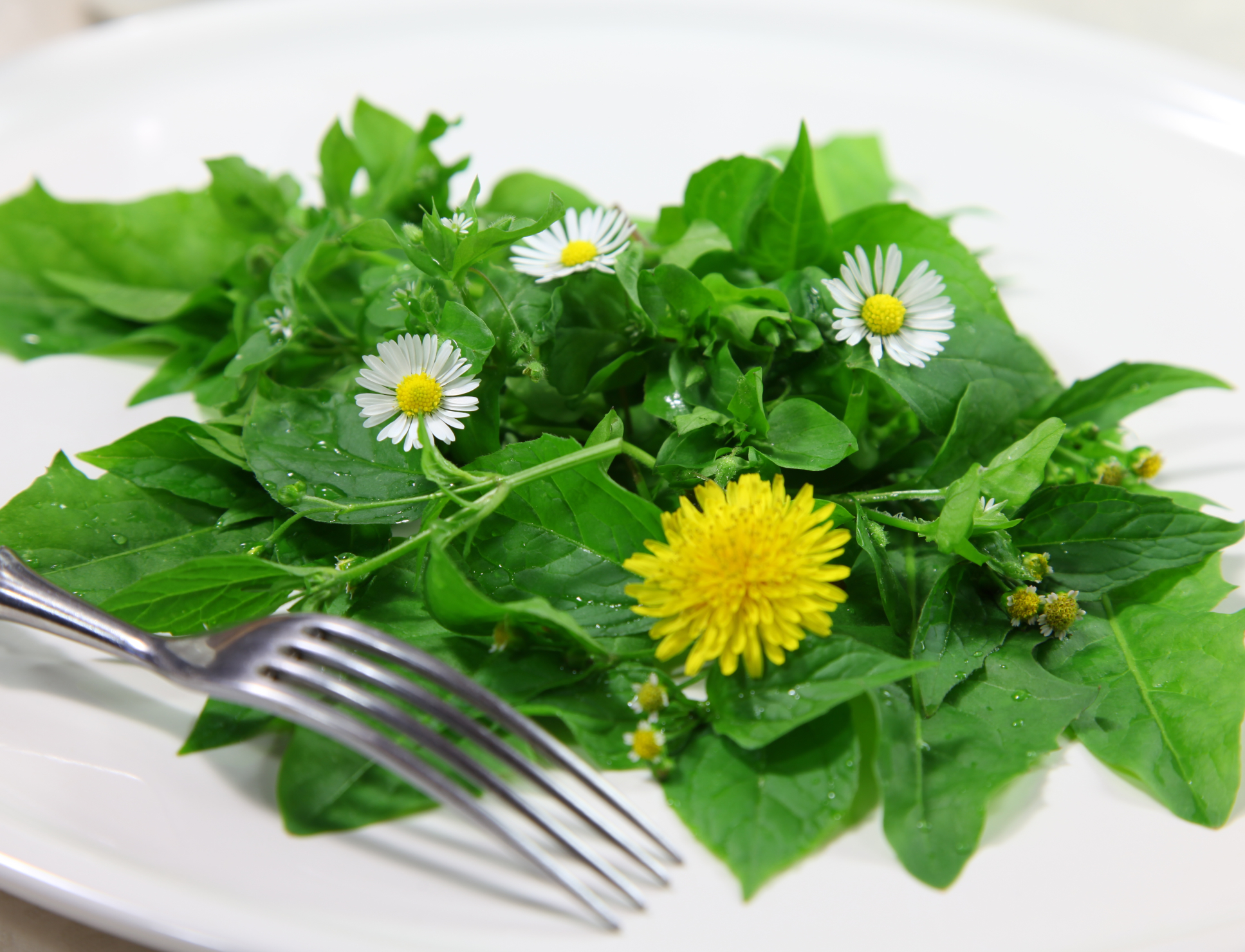 Vogelmiere im Salat - Leckere Rezeptideen