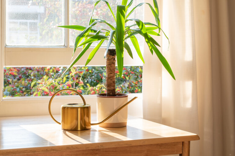 Yucca Palme für Draußen Geht das?