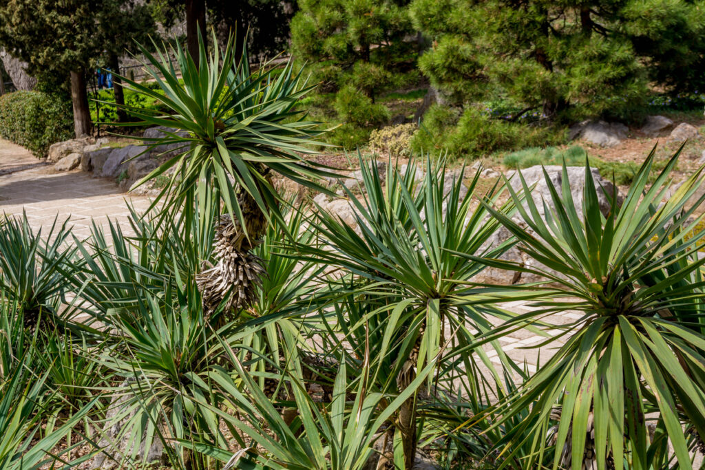Yucca Palme draußen überwintern Geht das?