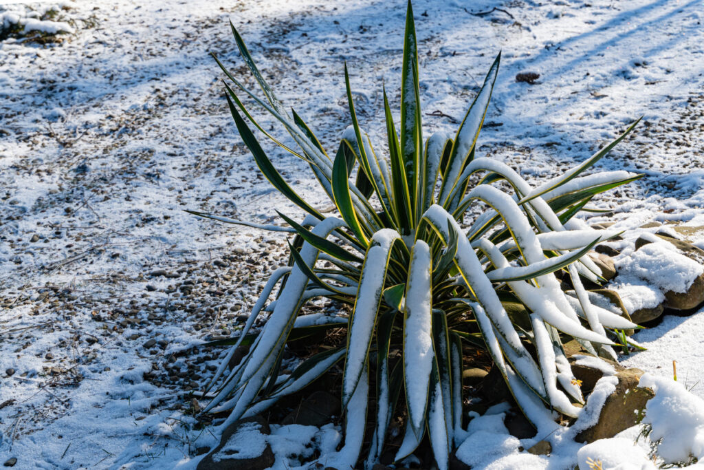 Yucca Palme Erfroren