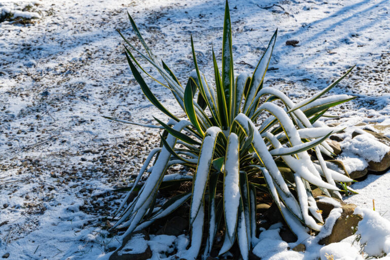 Yucca Palme Wie viel Frost verträgt die Pflanze?