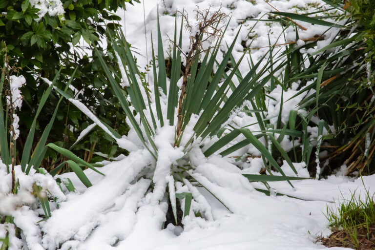 Yucca Palme Erfroren