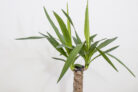 yucca-palme-geht-ein