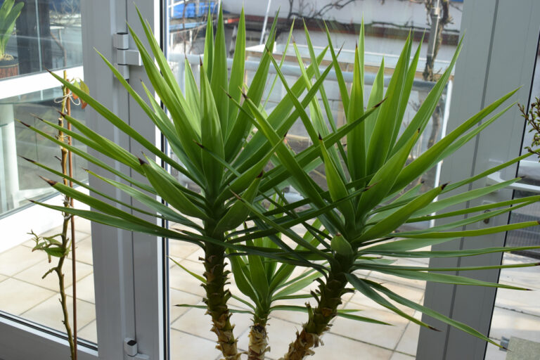 Yucca Palme bekommt gelbe Blätter Woran kann das liegen?