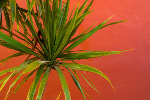 yucca-palme-klebrige-blaetter