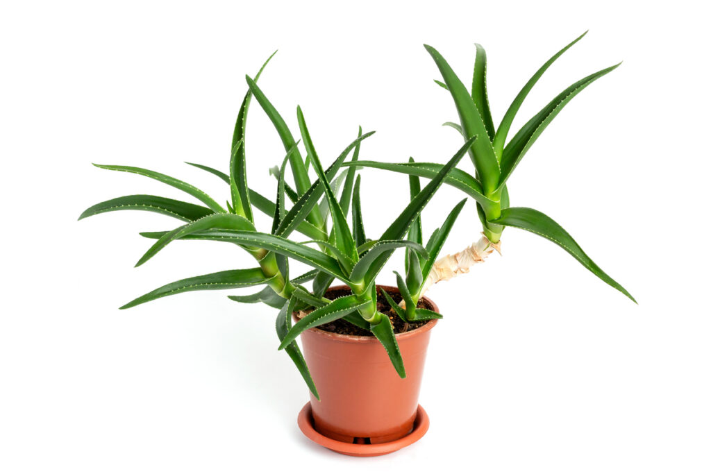 Yucca Palme Wie viel Frost verträgt die Pflanze?