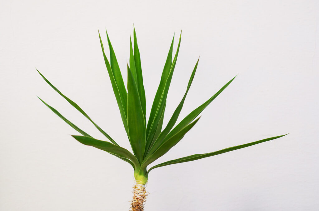 Yucca Palme lässt Blätter hängen Woran liegt das?