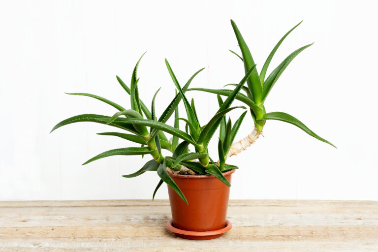 Yucca Palme Stamm hohl Was bedeutet das?