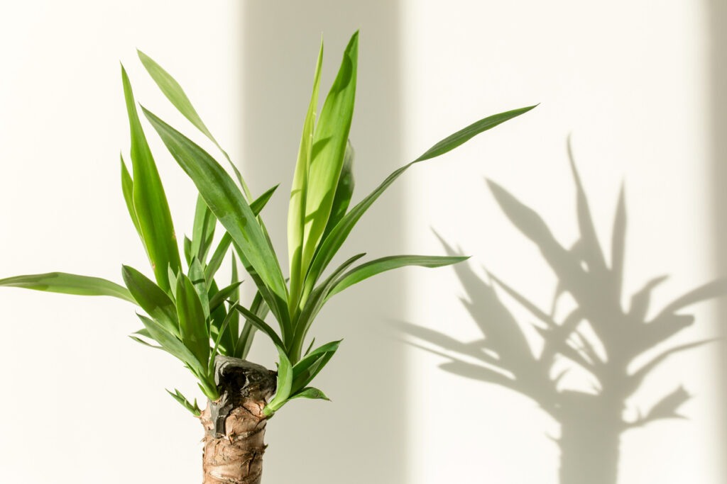 Yucca Palme Wie viel Frost verträgt die Pflanze?