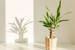 Yucca Palme Welche Temperatur ist optimal?
