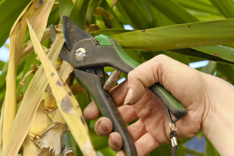 Yucca Palme verjüngen - So machen Sie es richtig