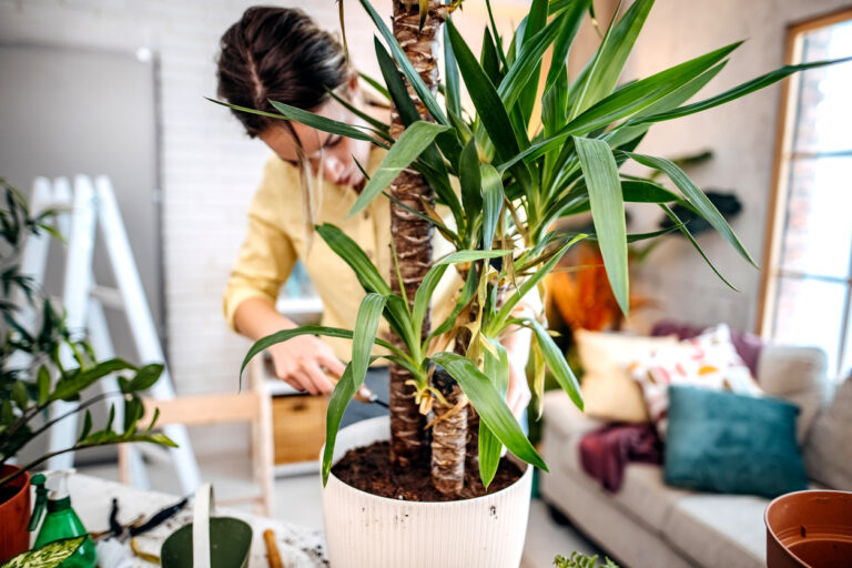 Yucca Palme Gelbe Blätter Was Tun Yucca Palme bekommt gelbe Blätter - Woran kann das liegen?