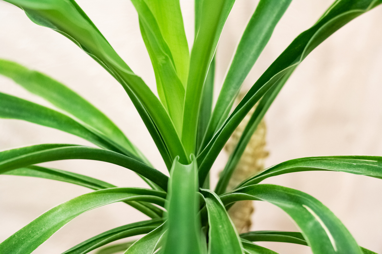 Yucca Palme Preis Was kostet die Pflanze?