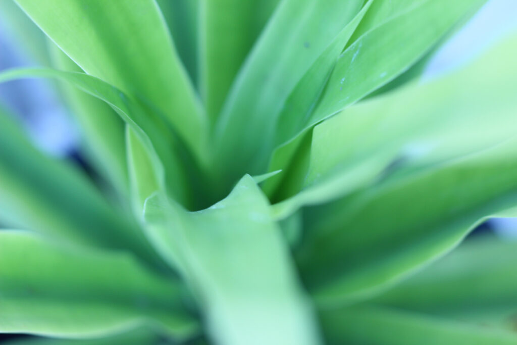 Yucca Palme Wie viel Frost verträgt die Pflanze?