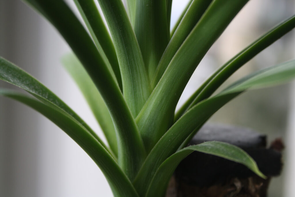 Yucca Palme Ab wann kann die Pflanze ins Freie?