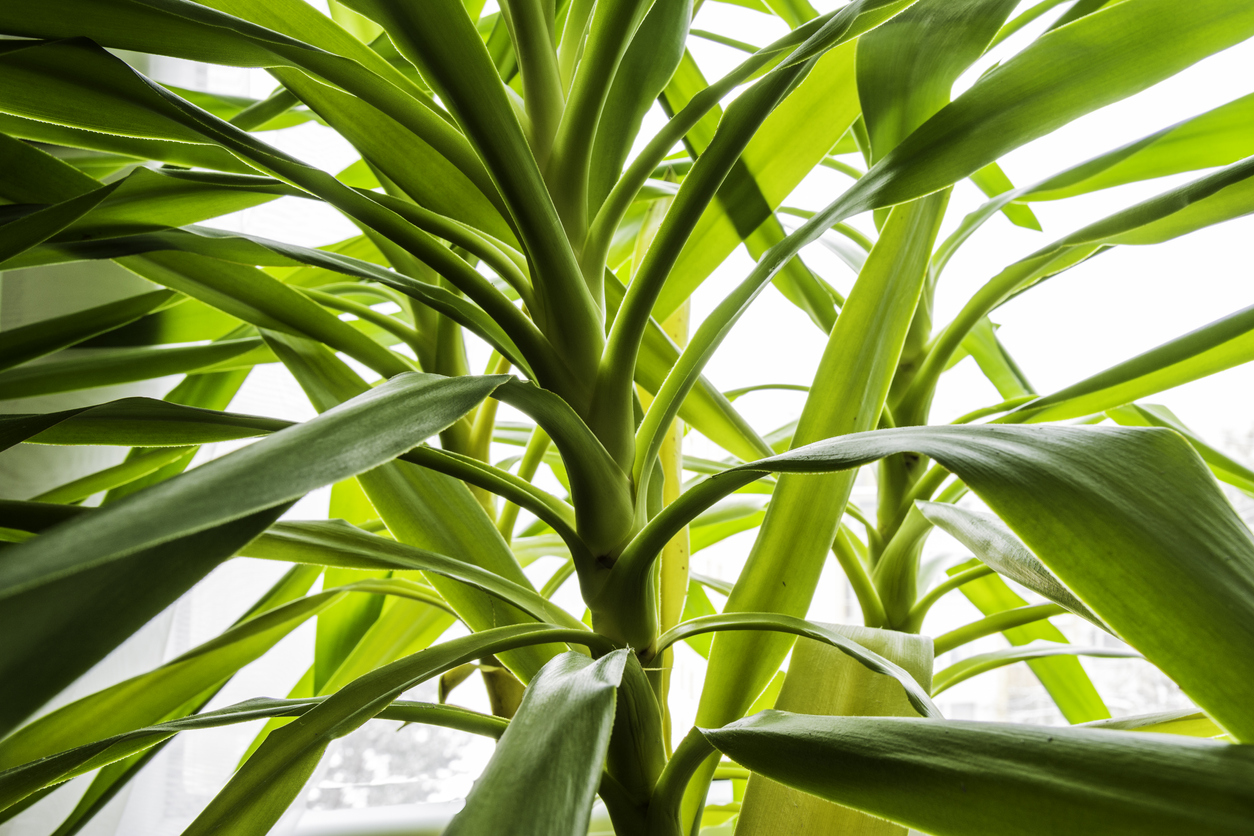 37+ Yucca Pflanze Überwintern, Sie bevorzugt einen hellen standort,