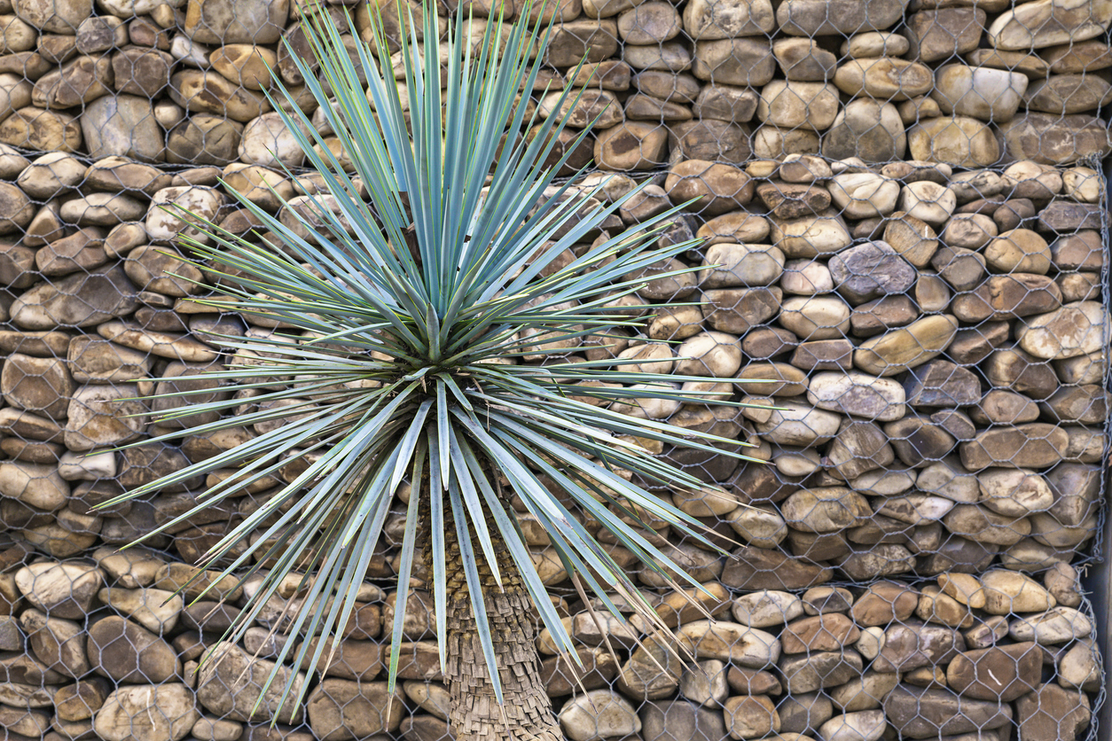 Yucca rostrata überwintern Tipps und Kurzanleitung