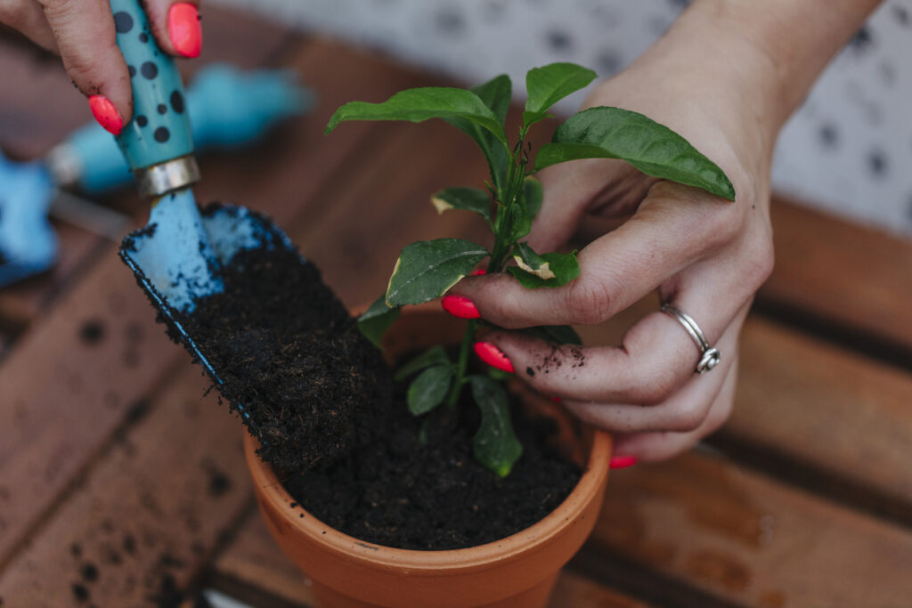 Erde für den Zitronenbaum Wissenswertes zum Substrat