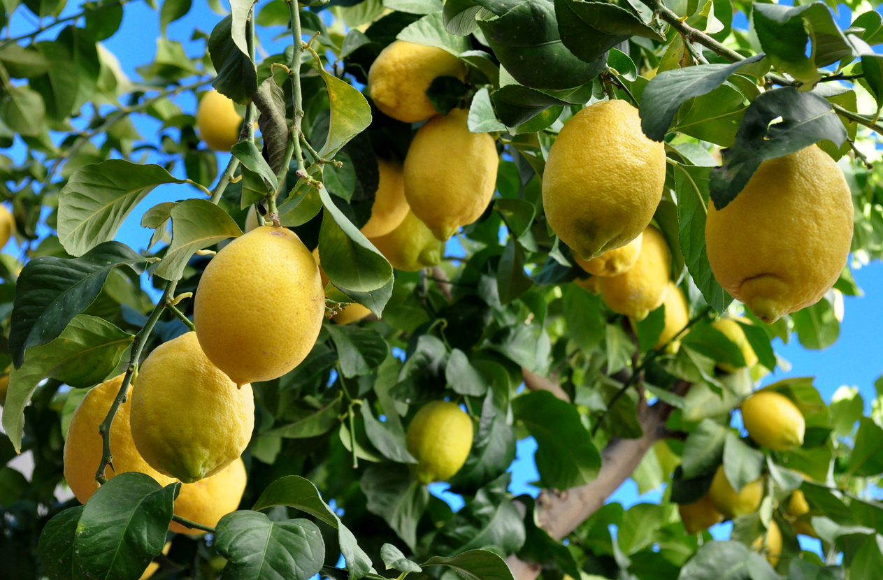 Krankheiten am Zitronenbaum - Diese Ursachen sind möglich