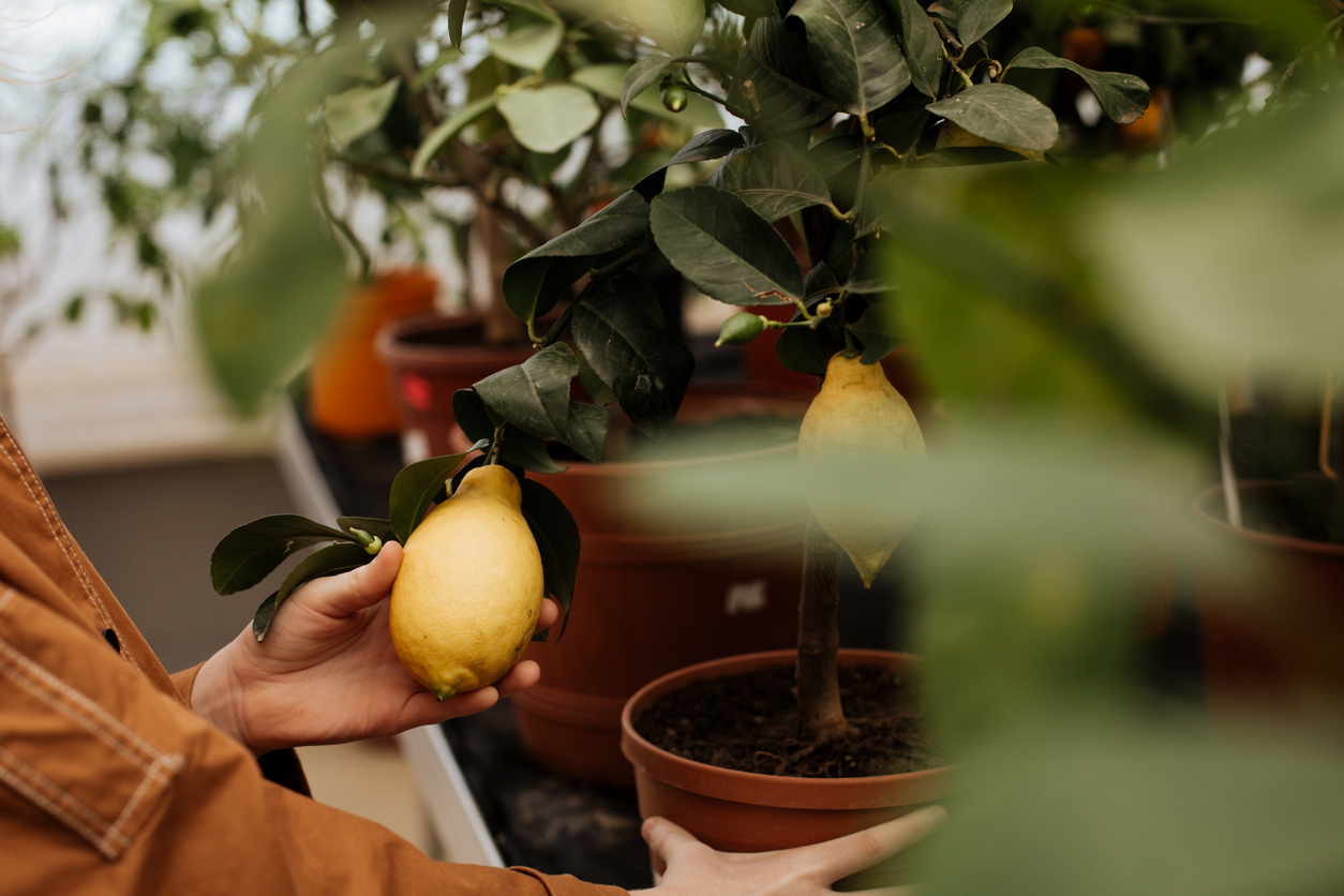 Zitronenbaum bestäuben Wie gelingt die Befruchtung?