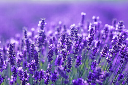 Echter Lavendel