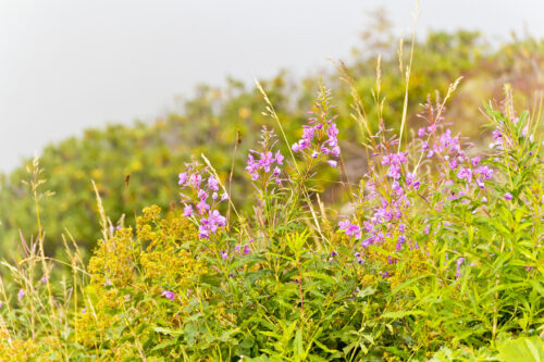 Weißer Lavendel