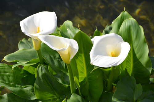 Calla