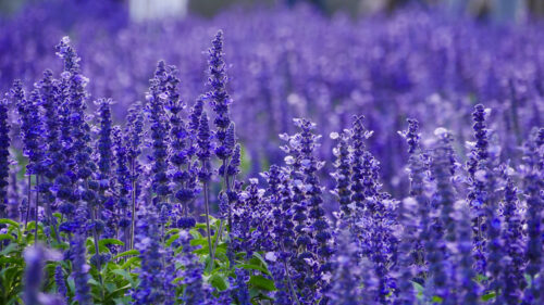 Echter Lavendel 