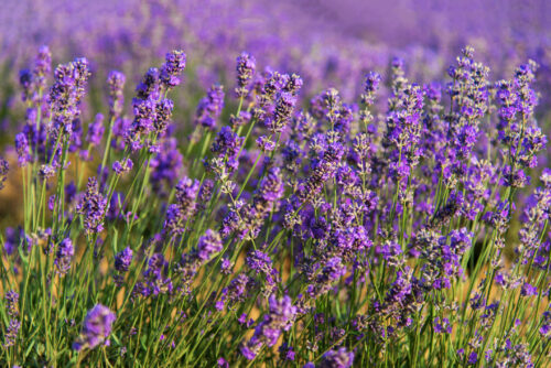 Echter Lavendel