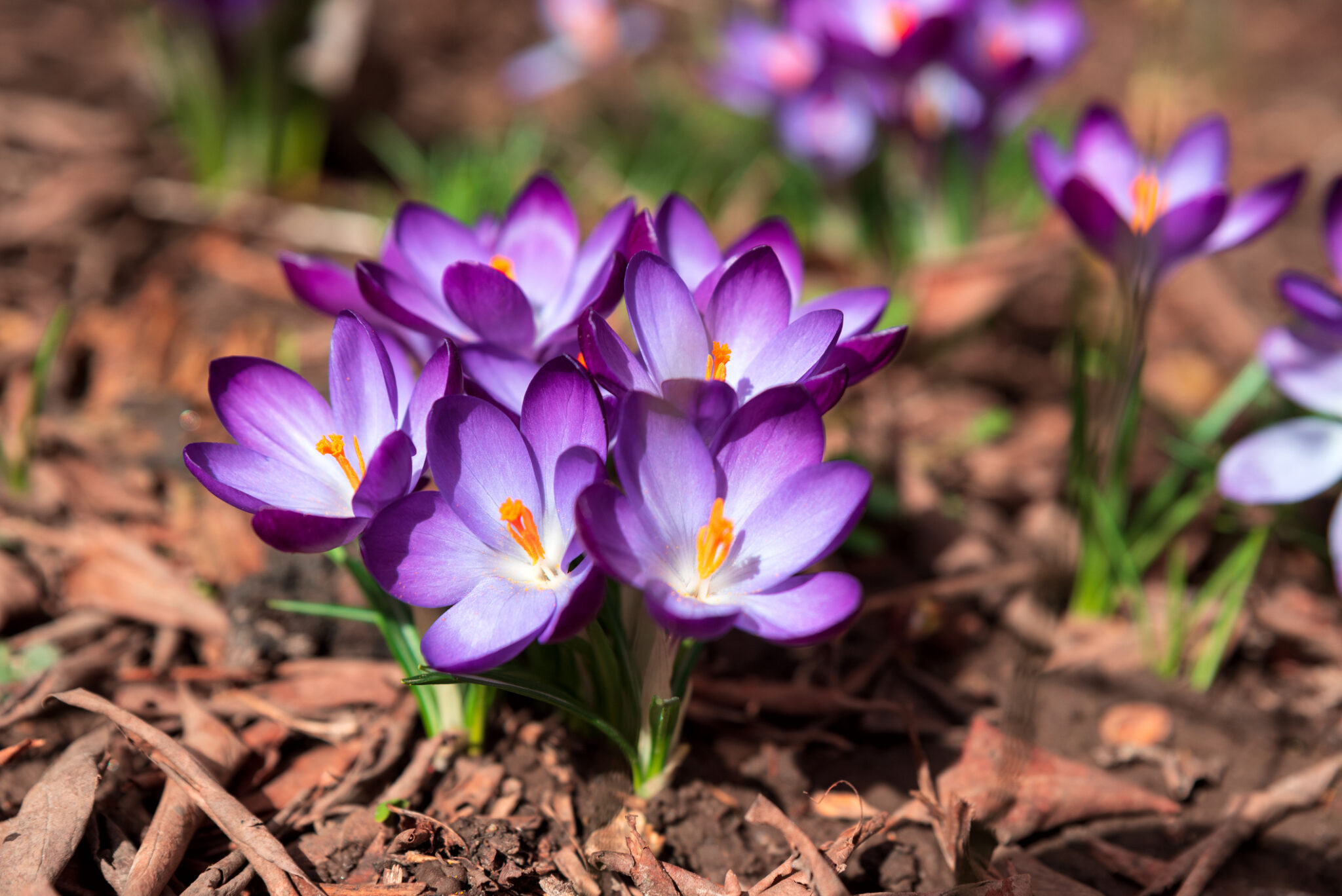 Die 7 beliebtesten Blumen im März + 1 Geheimtipp