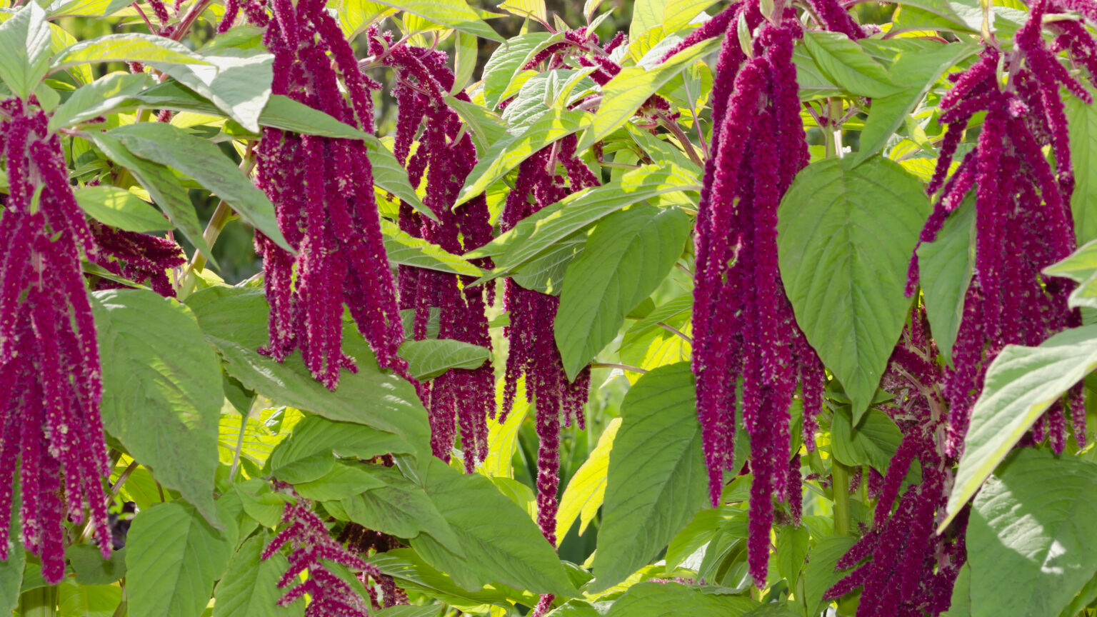 Die 7 beliebtesten Fuchsschwanzgewächse