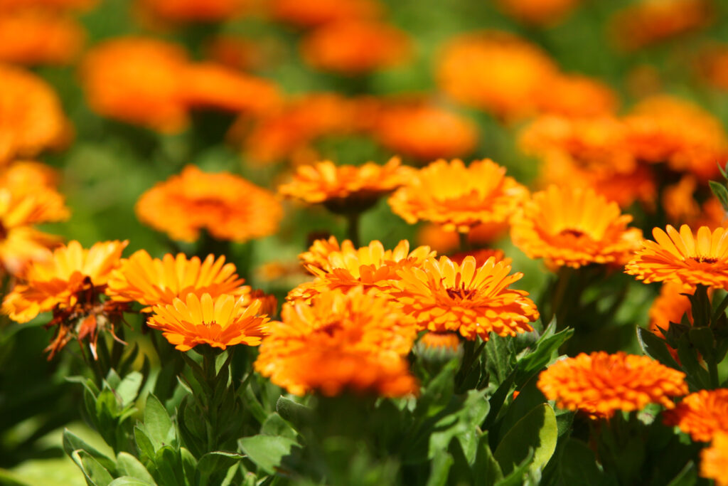 Die 7 beliebtesten gelben Sommerblumen