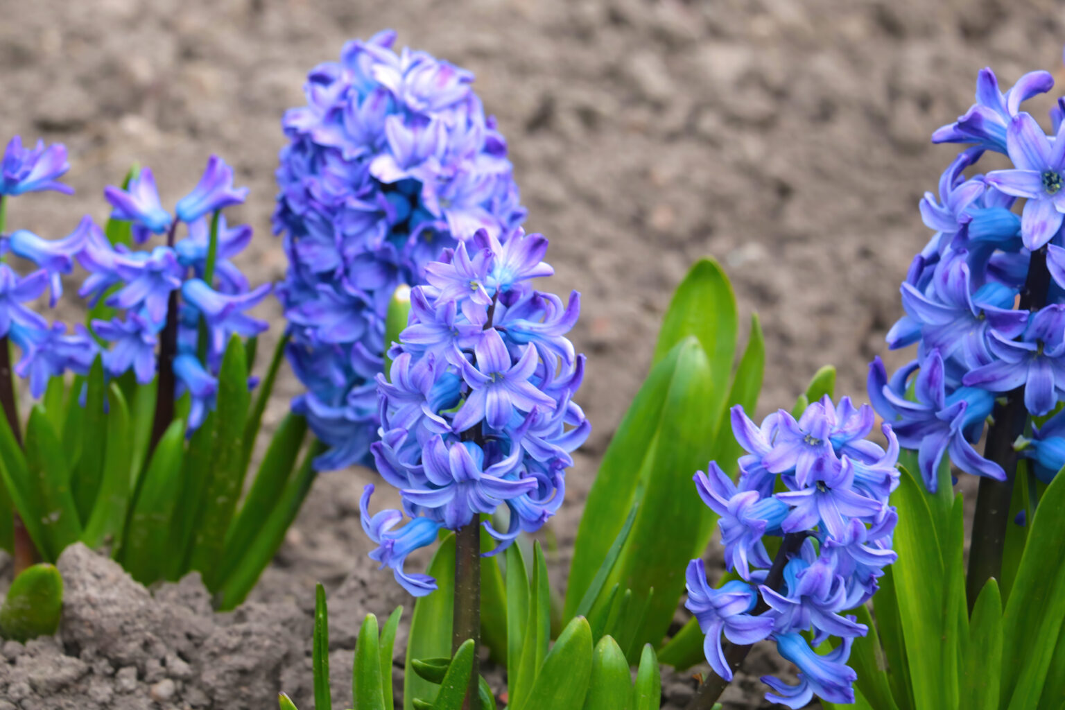 Die 7 beliebtesten Blumen im März + 1 Geheimtipp