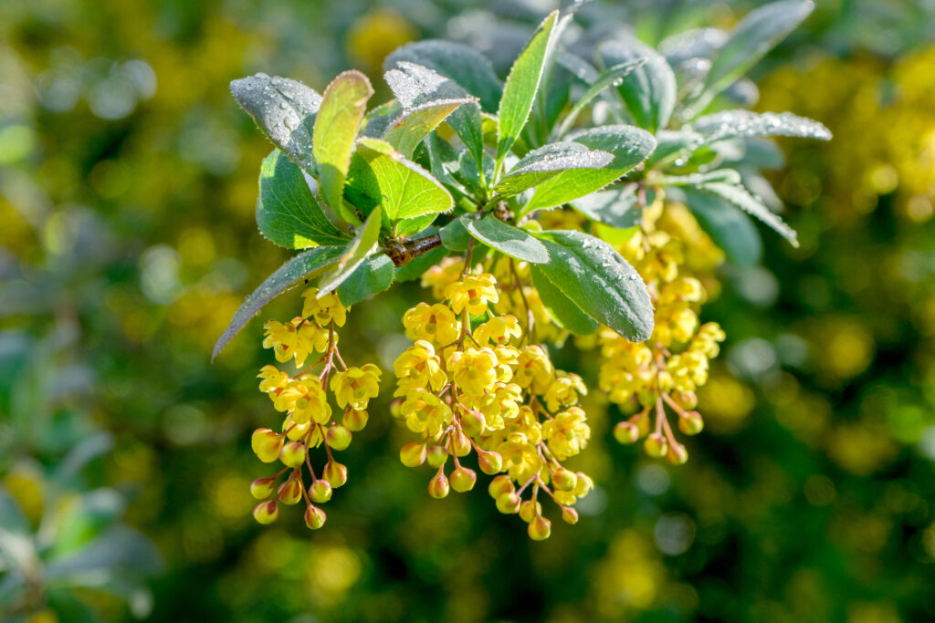 Die 7 beliebtesten Pflanzen für eine insektenfreundliche Hecke + 1