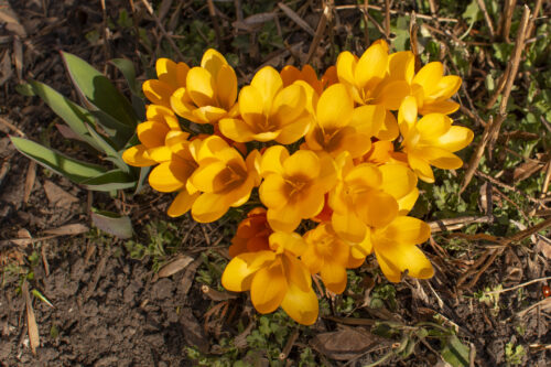 Gold-Krokus