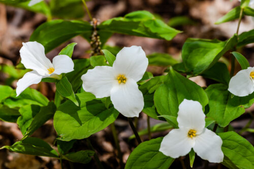 Großblütige Waldlilie 