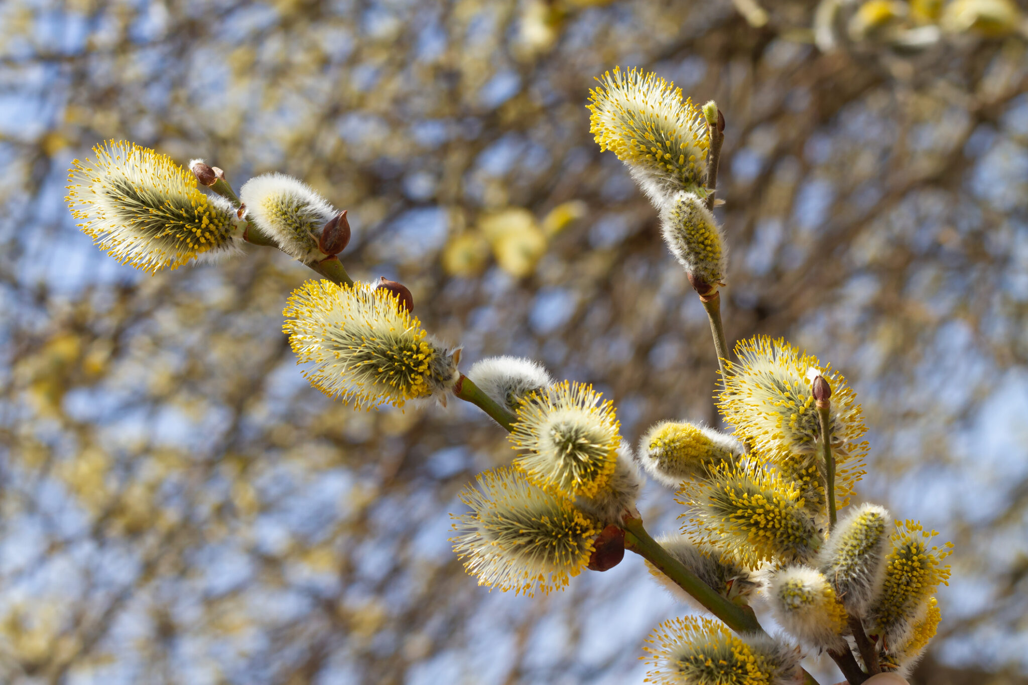 Die 7 beliebtesten kleinen Bäume bis 3m + 1 Geheimtipp