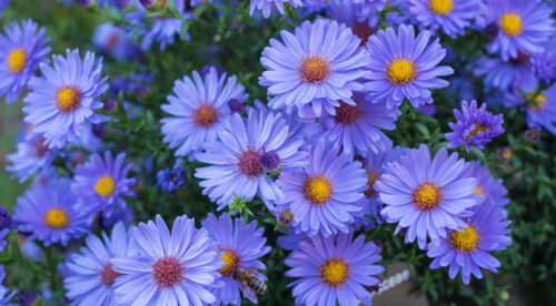 Herbst-Aster