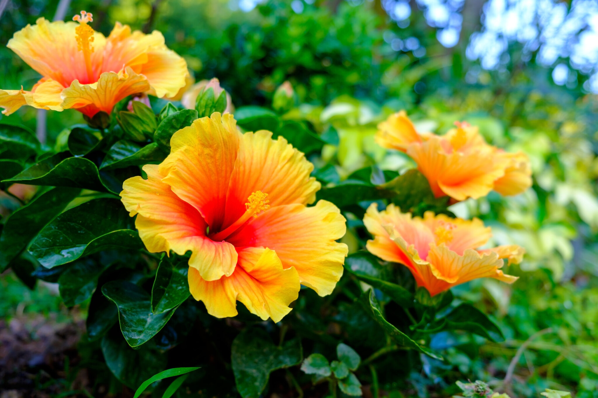 die-7-beliebtesten-exotischen-blumen