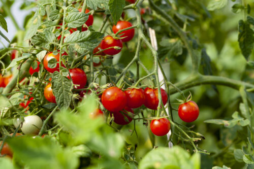 Humboldt-Tomate