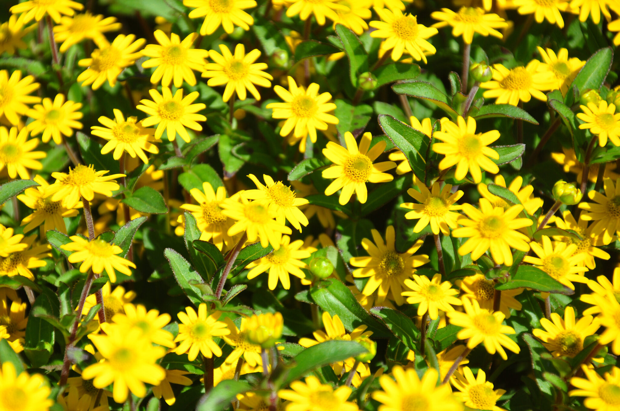 Die 7 beliebtesten gelben Sommerblumen