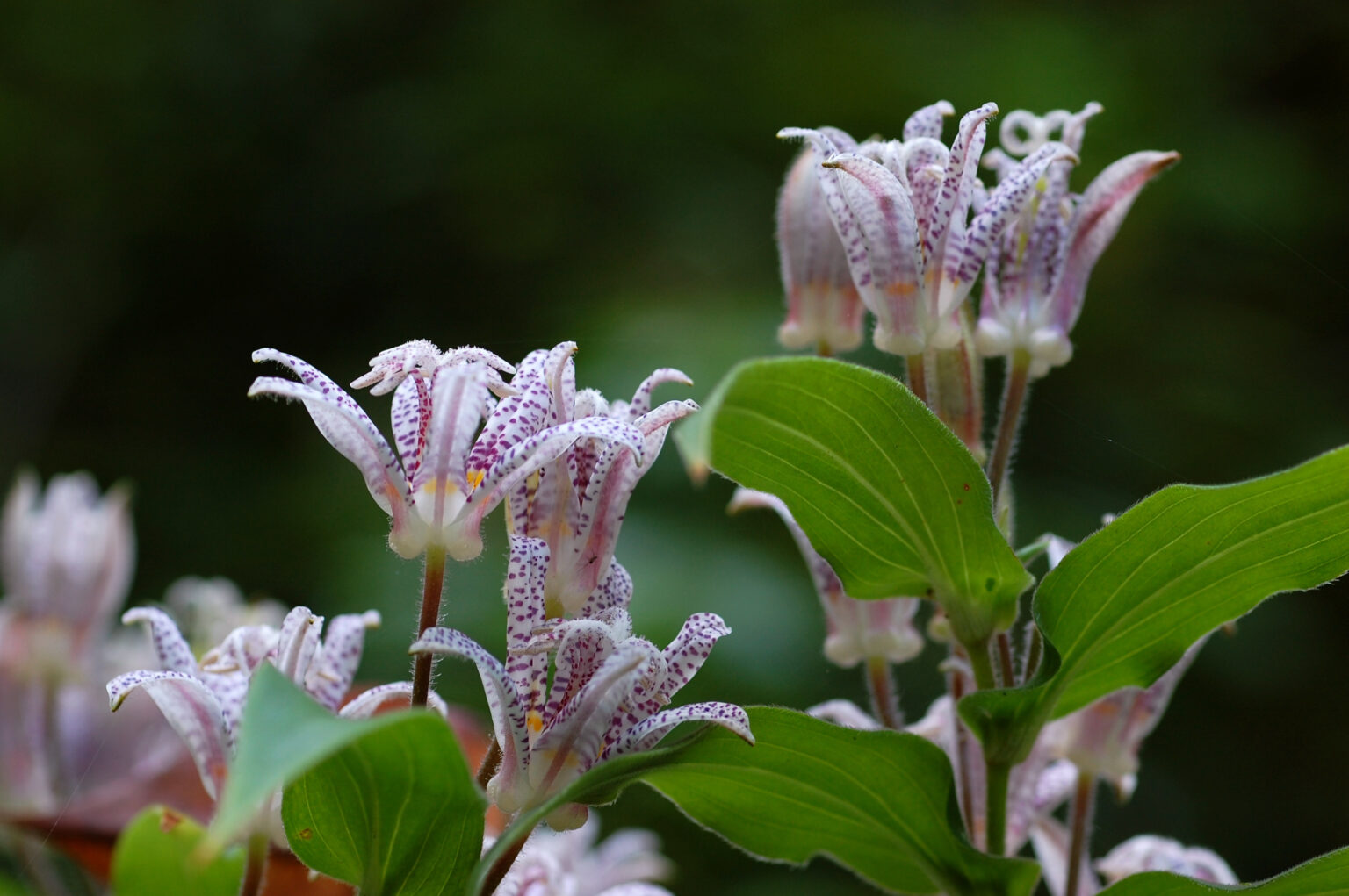 Die 7 beliebtesten Blumen für den Halbschatten + 1 Geheimtipp
