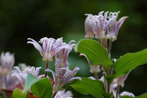 Japanische Krötenlilie